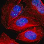 Merck Anti-TP53BP1 antibody produced in rabbit