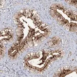 Merck Anti-FGF19 antibody produced in rabbit