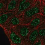Merck Anti-ELF5 antibody produced in rabbit