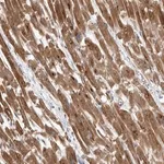 Merck Anti-PDK1 antibody produced in rabbit