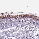 Merck Anti-CEP170 antibody produced in rabbit