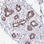 Merck Anti-ANKRD30B antibody produced in rabbit