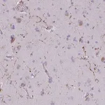 Merck Anti-NPY antibody produced in rabbit