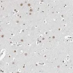 Merck Anti-ORC1 antibody produced in rabbit