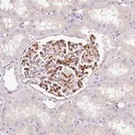Merck Anti-EHD3 antibody produced in rabbit