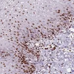 Merck Anti-MFSD10 antibody produced in rabbit