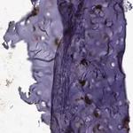Merck Anti-MGP antibody produced in rabbit