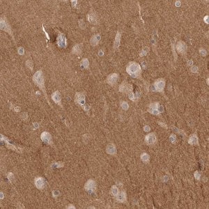 Merck Anti-NRCAM antibody produced in rabbit