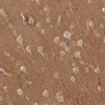 Merck Anti-NRCAM antibody produced in rabbit