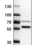Merck Anti-SETD6 antibody produced in rabbit
