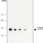 Merck Anti-TIN2 antibody, Mouse monoclonal