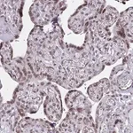 Merck Anti-DOCK11 antibody produced in rabbit