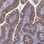 Merck Anti-SYNJ2BP antibody produced in rabbit