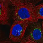Merck Anti-GLB1 antibody produced in rabbit