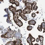 Merck Anti-DYRK1A antibody produced in rabbit