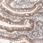 Merck Anti-IL3RA antibody produced in rabbit