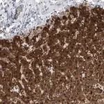 Merck Anti-SLC22A7 antibody produced in rabbit