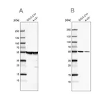 Merck Anti-TUBA1A antibody produced in rabbit