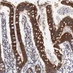 Merck Anti-AMN antibody produced in rabbit