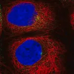 Merck Anti-RAB11A antibody produced in rabbit