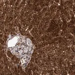 Merck Anti-FGFR4 antibody produced in rabbit