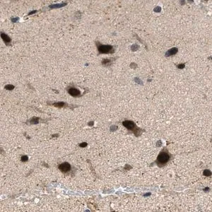 Merck Anti-LARP6 antibody produced in rabbit