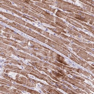 Merck Anti-MT-ND4 antibody produced in rabbit