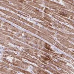 Merck Anti-MT-ND4 antibody produced in rabbit
