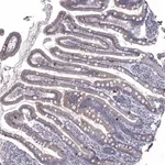 Merck Anti-NRARP antibody produced in rabbit