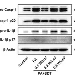 Merck Anti-CASP1 antibody produced in rabbit