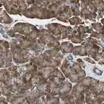 Merck Anti-TMED7 antibody produced in rabbit