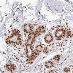 Merck Anti-SIK3 antibody produced in rabbit