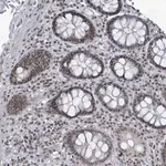 Merck Anti-BANP antibody produced in rabbit