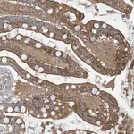 Merck Anti-GCC2 antibody produced in rabbit