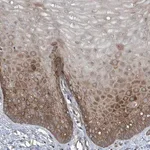 Merck Anti-CYR61 antibody produced in rabbit