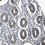 Merck Anti-PTGFRN antibody produced in rabbit