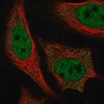 Merck Anti-PPARGC1A antibody produced in rabbit