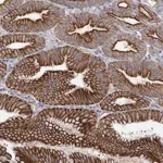 Merck Anti-LPAR6 antibody produced in rabbit
