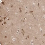 Merck Anti-YWHAG antibody produced in rabbit