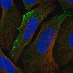 Merck Anti-ACKR3 antibody produced in rabbit