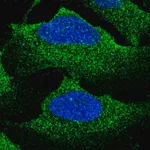 Merck Anti-SLC12A2 antibody produced in rabbit