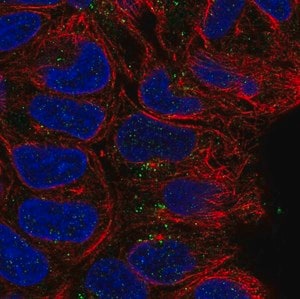 Merck Anti-CD24 antibody produced in rabbit