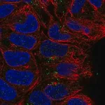 Merck Anti-CD24 antibody produced in rabbit