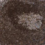 Merck Anti-TPK1 antibody produced in rabbit