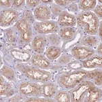 Merck Anti-NTN4 antibody produced in rabbit