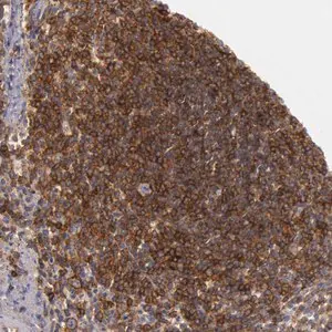 Merck Anti-TRIB2 antibody produced in rabbit