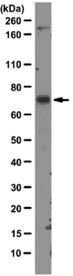 Merck Anti-MDM2 Antibody, clone 3G9
