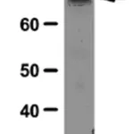 Merck Anti-MDM2 Antibody, clone 3G9