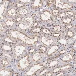 Merck Anti-NR4A2 antibody produced in rabbit