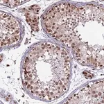 Merck Anti-CLK3 antibody produced in rabbit